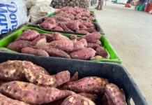 Produtos como alface, batata-doce e inhame registram queda nos preços na Ceaca