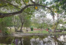Parques municipais de Caruaru comprovam sucesso da gestão sustentável com mais de 434 mil visitas em 2025
