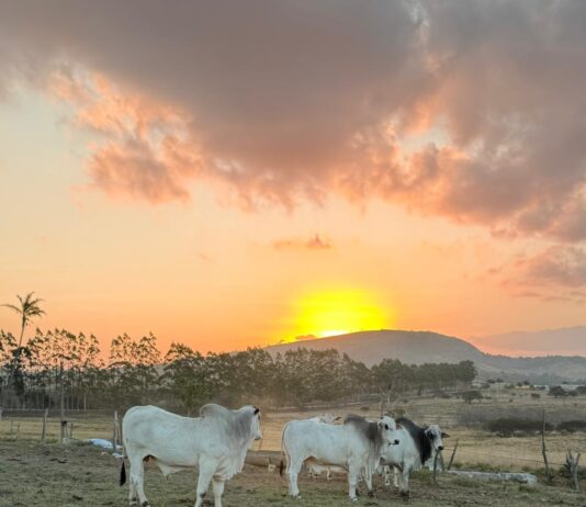 LEILÃO DE NELORE MOVIMENTA SAIRÉ-PE EM ABRIL