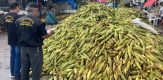 Pesquisa do Procon-PE identifica que milho verde está até 33% mais caro do que no ano passado