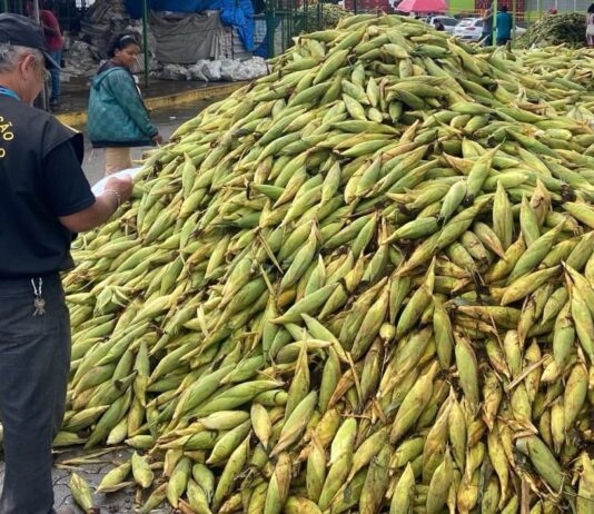 Pesquisa do Procon-PE identifica que milho verde está até 33% mais caro do que no ano passado